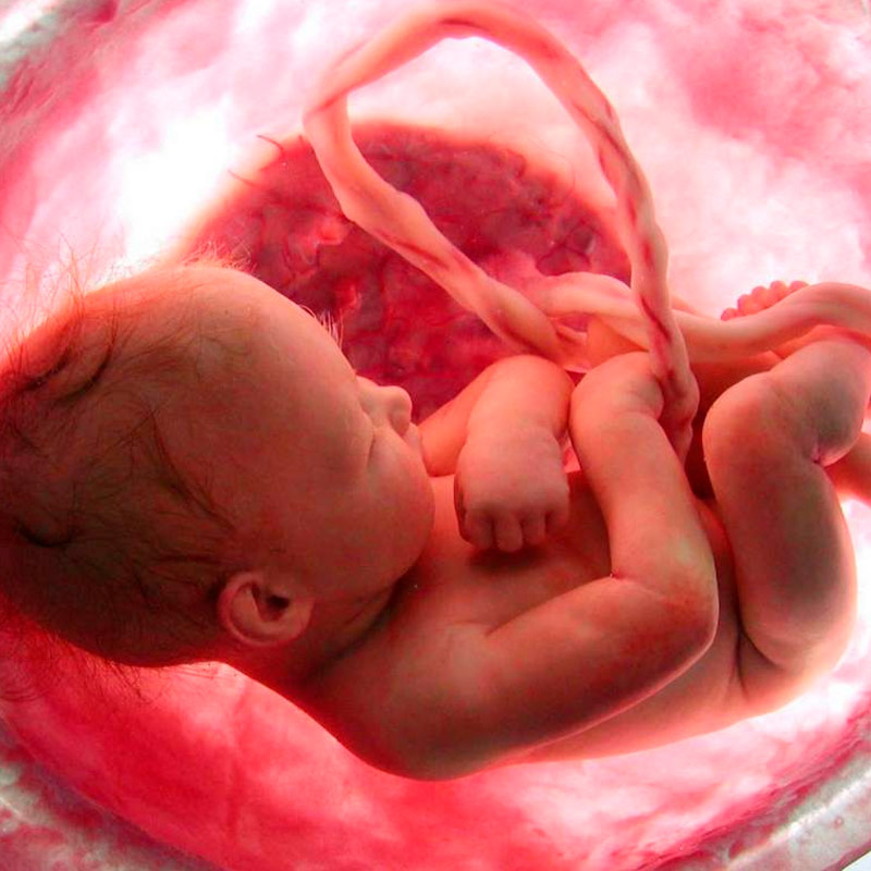 Biología de la Reproducción